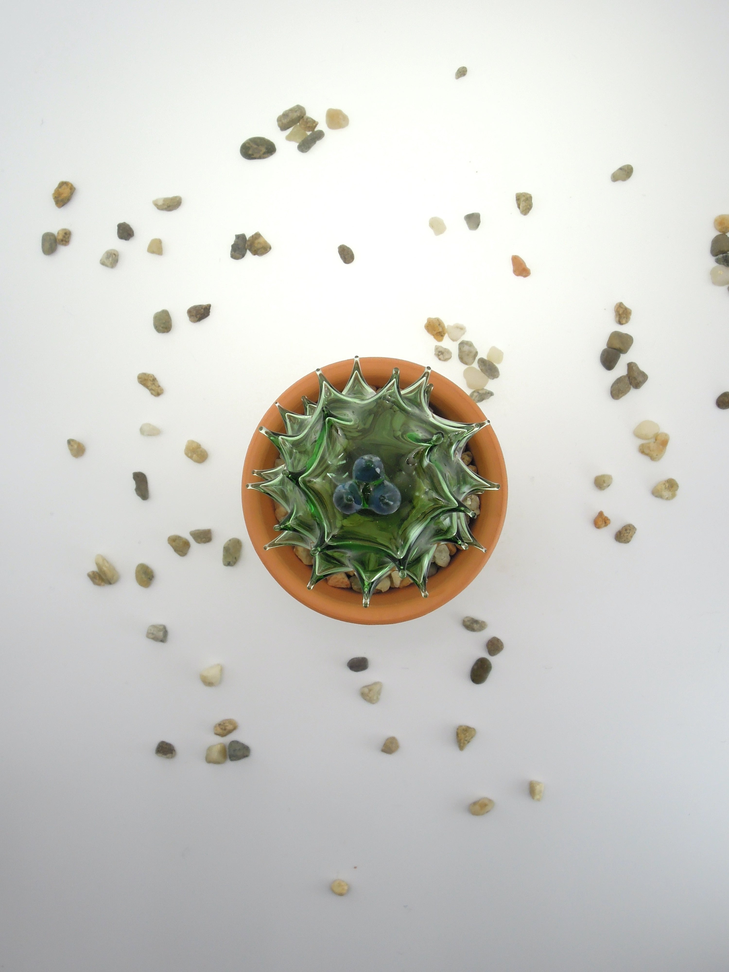 Glass Cactus Bay Leaf