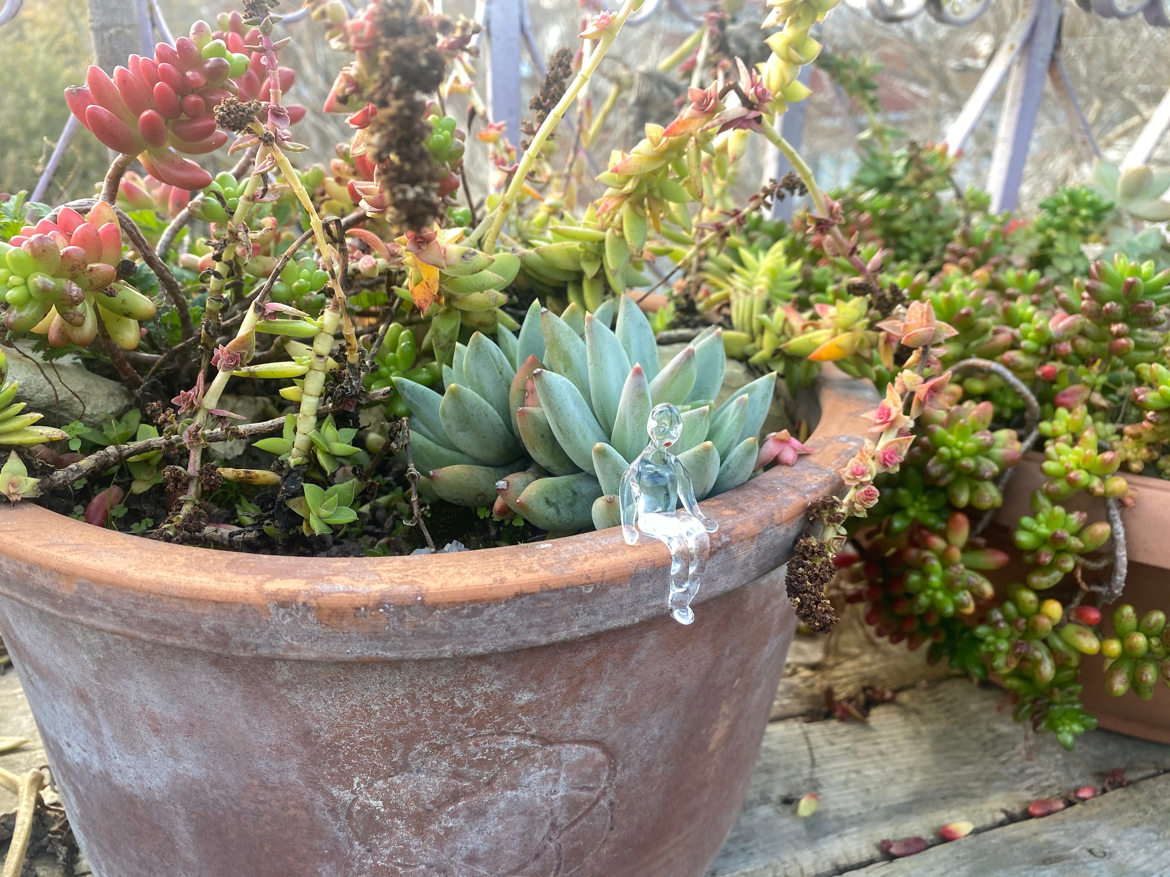 Melancolic Boy Living Near Succulents