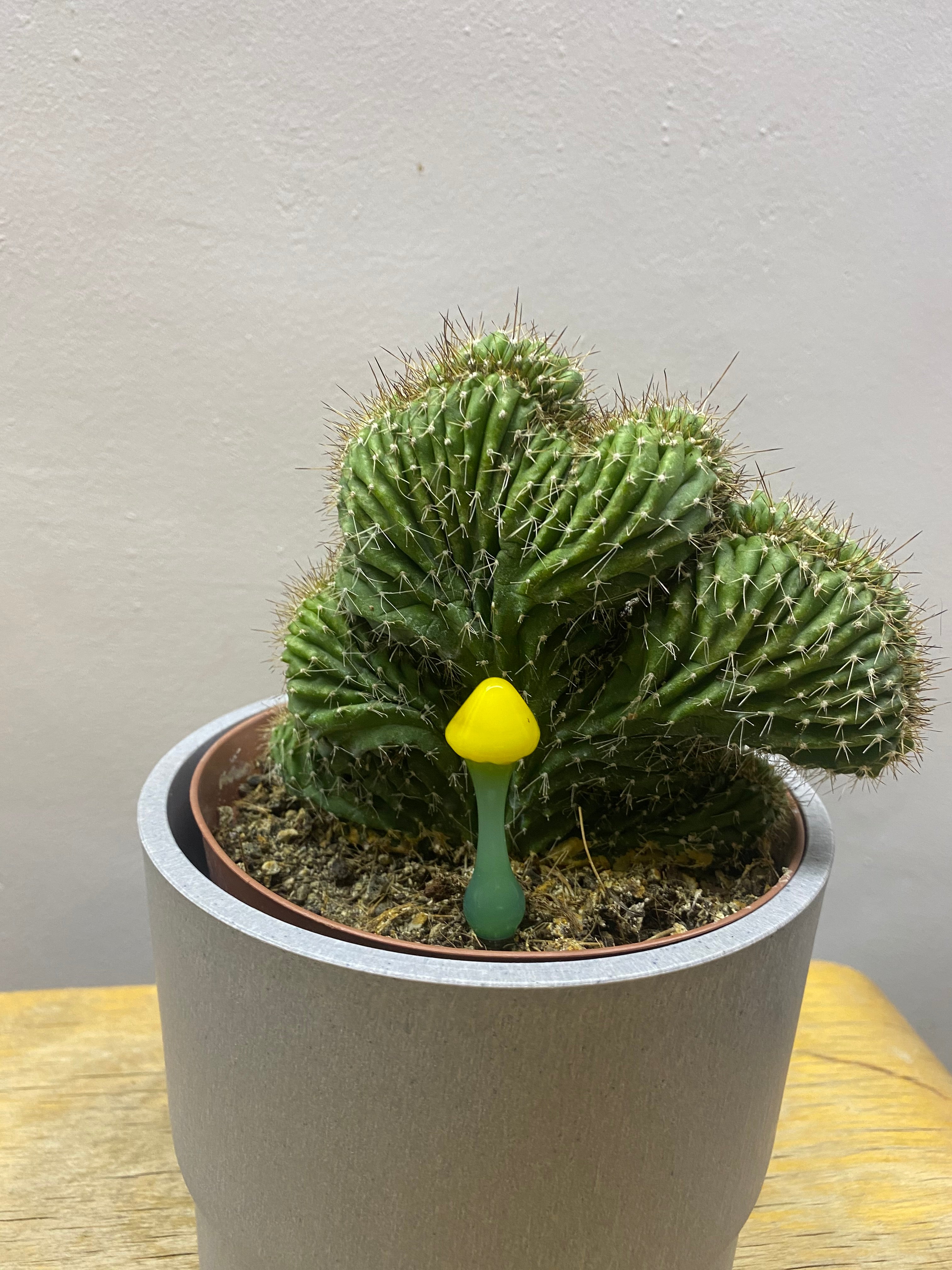 Yellow Mushroom Plant Stake