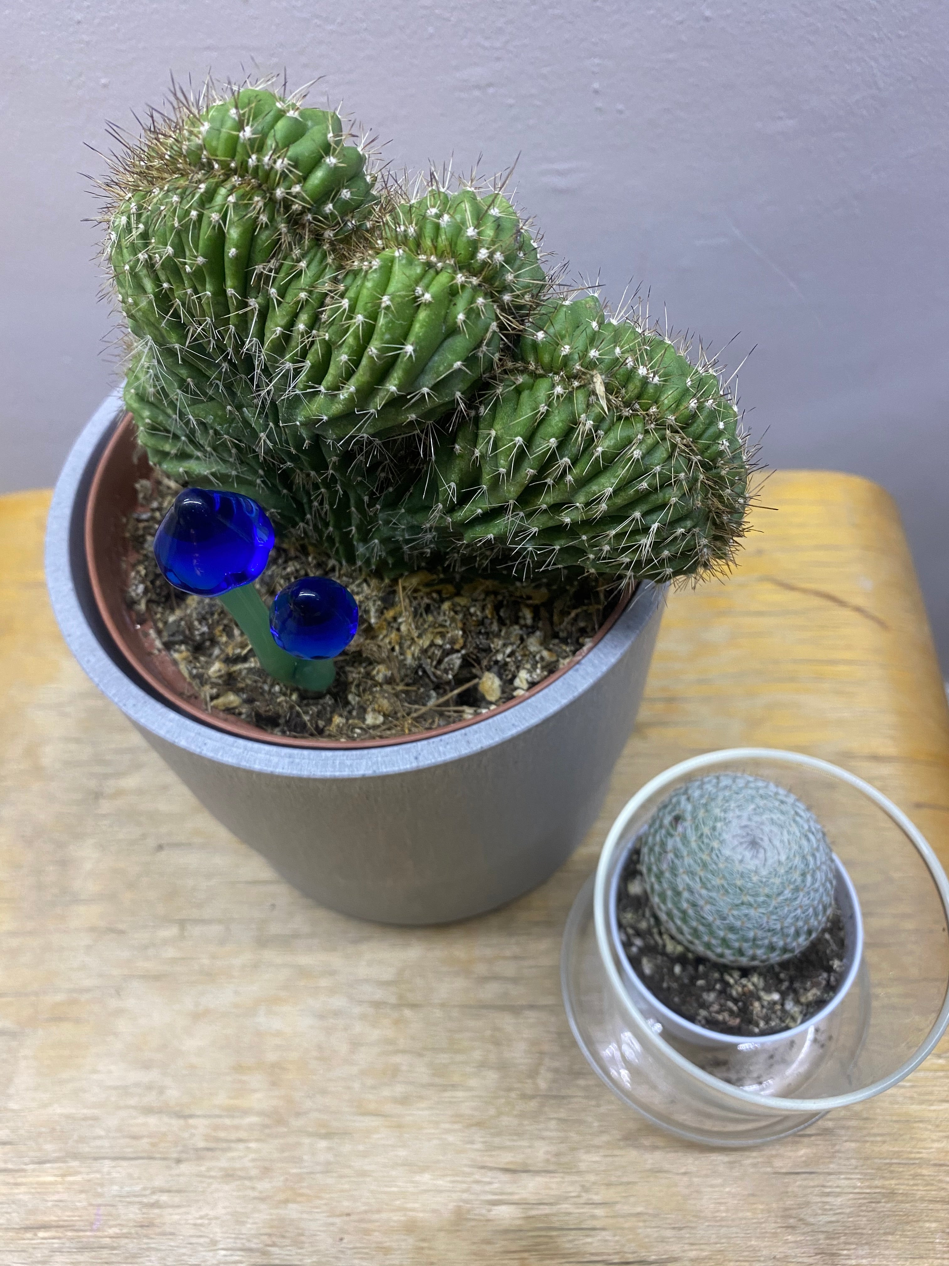 Indigo Mushroom Plant Stake